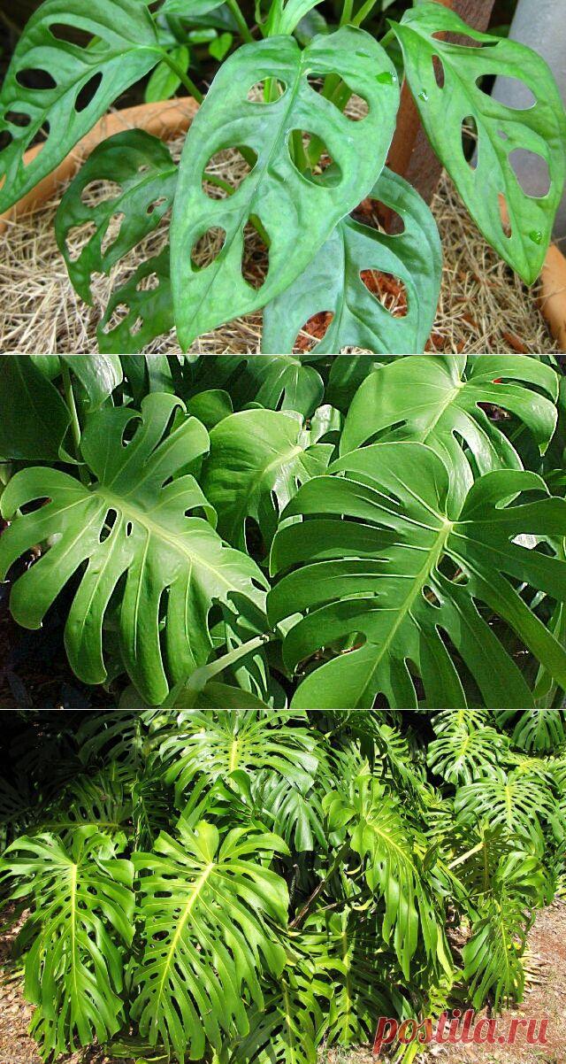 Уход за монстерой в домашних условиях