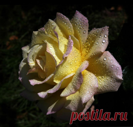 Бибичков Михаил mbibi — «роза жёлтая» на Яндекс.Фотках