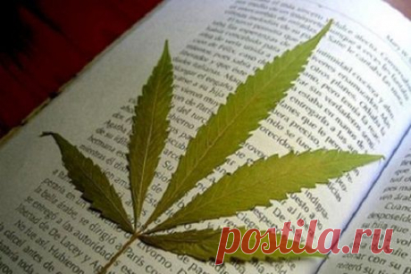 Польза конопли