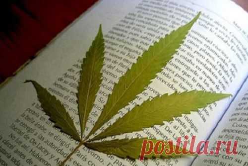 Польза конопли