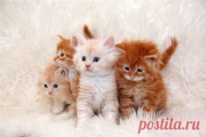 Котята (2)