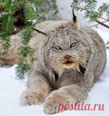 красавец