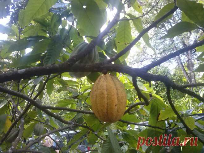 Какао