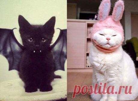 Как в разных странах мира зовут кошек