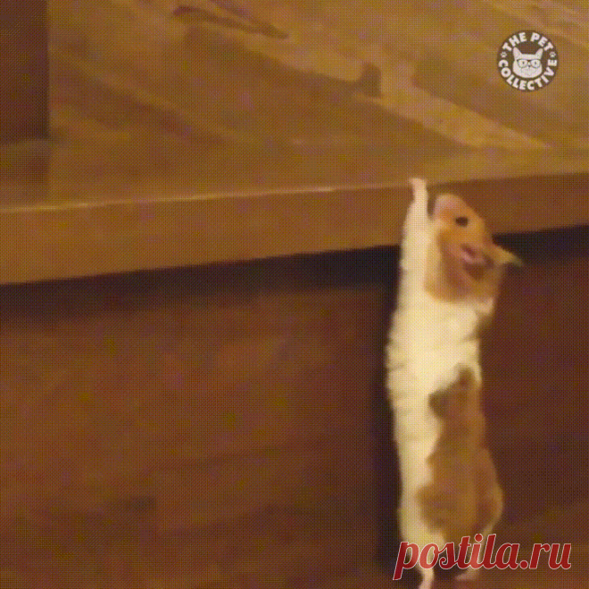 Одноклассники