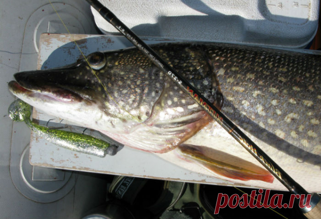 Ловля щуки на спиннинг в июле