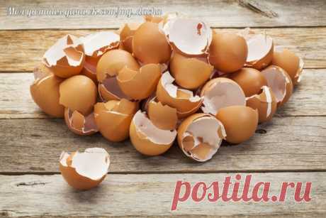 Яичная скорлупа на даче и дома

Скорлупу можно использовать на огороде в измельченном виде или в виде настоя. Чем мельче кусочки яичной скорлупы, тем легче вещества из нее усваиваются растениями. Поэтому собранный материал в большинстве случаев рекомендуется превращать в порошок, пропуская через мясорубку, размалывая кофемолкой или дробя молотком.

Затем этот порошок добавляют в лунку для раскисления почвы и питания растений. Норма внесения скорлупы - до 1 кг на квадратный...