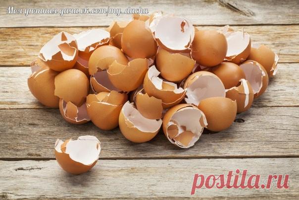 Яичная скорлупа на даче и дома

Скорлупу можно использовать на огороде в измельченном виде или в виде настоя. Чем мельче кусочки яичной скорлупы, тем легче вещества из нее усваиваются растениями. Поэтому собранный материал в большинстве случаев рекомендуется превращать в порошок, пропуская через мясорубку, размалывая кофемолкой или дробя молотком.

Затем этот порошок добавляют в лунку для раскисления почвы и питания растений. Норма внесения скорлупы - до 1 кг на квадратный...