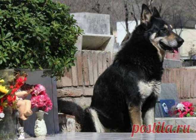 Собака, которая более 10 лет каждый день посещает могилу хозяина