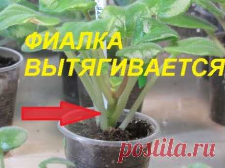 ФИАЛКА ВЫТЯГИВАЕТСЯ. ЧТО ДЕЛАТЬ ?