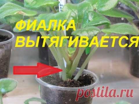 ФИАЛКА ВЫТЯГИВАЕТСЯ. ЧТО ДЕЛАТЬ ?