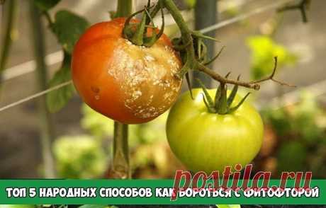 Топ 5 народных способов как бороться с фитофторой

Заболевание фитофторозом в первую очередь провоцирует излишняя влажность воздуха (свыше 70%), обильные росы, туманы, колебания дневных и ночных температур, а также плохая проветриваемость кустов. Химические препараты борьбы с фитофторозом я применяю только в крайних случаях. А вот народными способами пользуюсь регулярно.

Способ 1. В чашку наливаю кефир и 20-25 капель йода. Хорошо перемешиваю до состояния, пока кефир не ст...