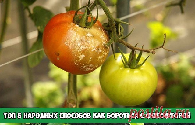 Топ 5 народных способов как бороться с фитофторой

Заболевание фитофторозом в первую очередь провоцирует излишняя влажность воздуха (свыше 70%), обильные росы, туманы, колебания дневных и ночных температур, а также плохая проветриваемость кустов. Химические препараты борьбы с фитофторозом я применяю только в крайних случаях. А вот народными способами пользуюсь регулярно.

Способ 1. В чашку наливаю кефир и 20-25 капель йода. Хорошо перемешиваю до состояния, пока кефир не ст...