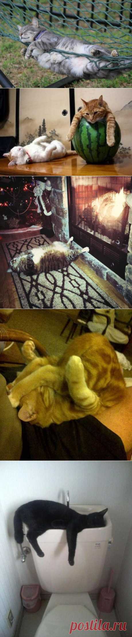 Спящие котейки
