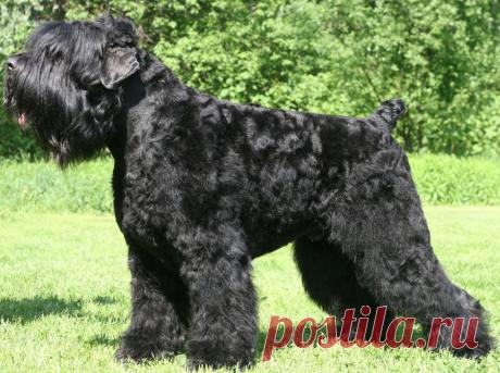 Black Russian Terrier - Dogs breeds | Pets