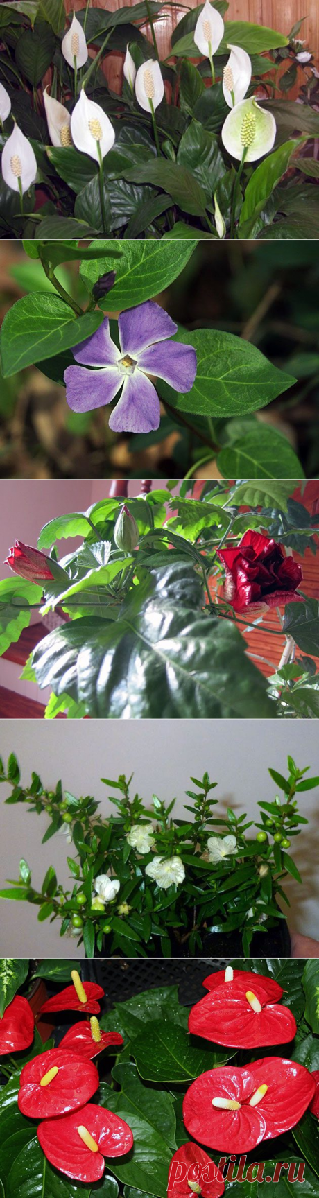 10 комнатных растений на удачу / Мистика