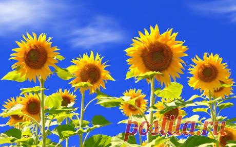 Картинки поле, подсолнухи, цветы на рабочий стол » Цветы