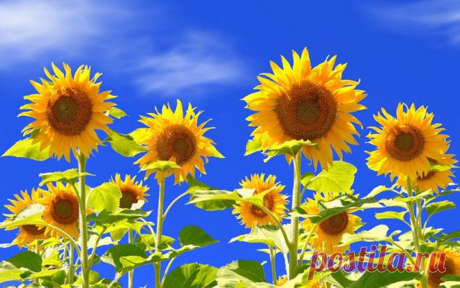 Картинки поле, подсолнухи, цветы на рабочий стол » Цветы