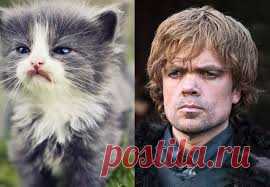 PICTURES OF CATS - Google Search