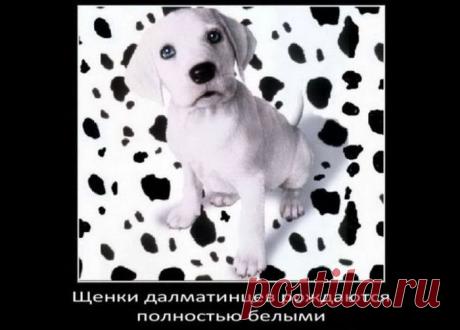 Интересные факты о собаках / Питомцы