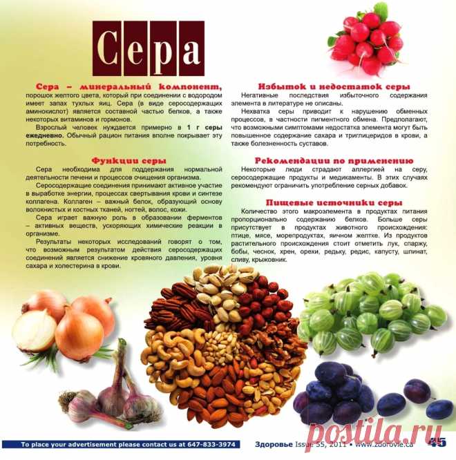 Сера в организме человека