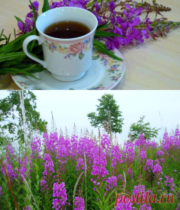 Кипрей: польза и вред для здоровья, применение
😊👉🏻Многие слышали легенду об Иван-чае. Давным-давно в селе Копорье жил парень, которого звали Иваном. Любил Ваня пощеголять в яркой лиловой рубахе. Изучал Ваня растения на опушках, в лугах и лесах. Сельчане, завидев яркую рубаху парня, мелькавшую в зелени, говорили: «Там Иван, чай, ходит». Шли годы, Иван куда-то пропал ....