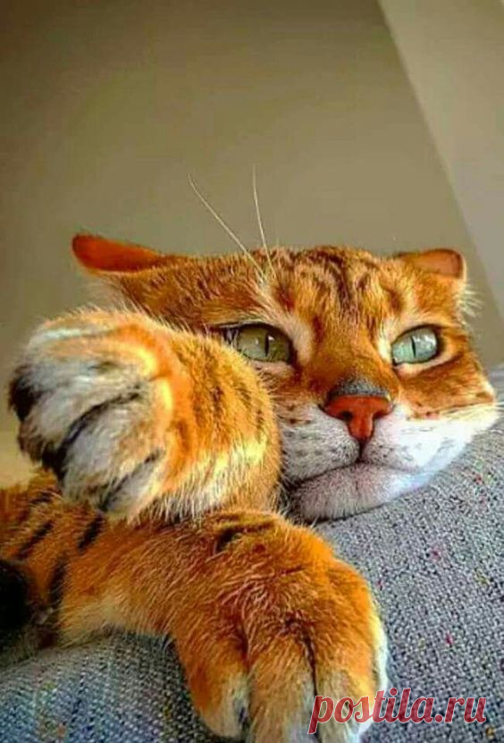 Pinterest