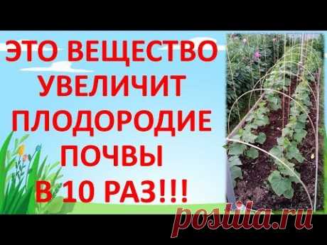 ЭТО УДОБРЕНИЕ СДЕЛАЕТ ПЛОДОРОДНОЙ ДАЖЕ БЕДНУЮ ПОЧВУ