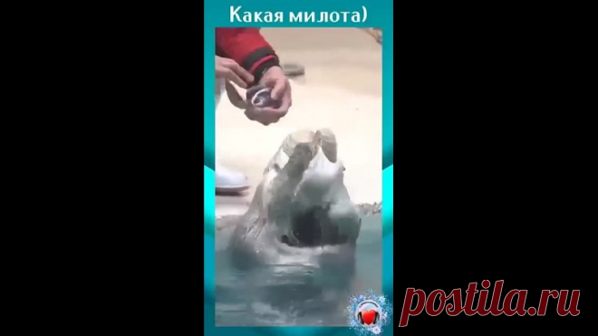 Как же аккуратненько⠀морская выдра подаёт человеку ракушки