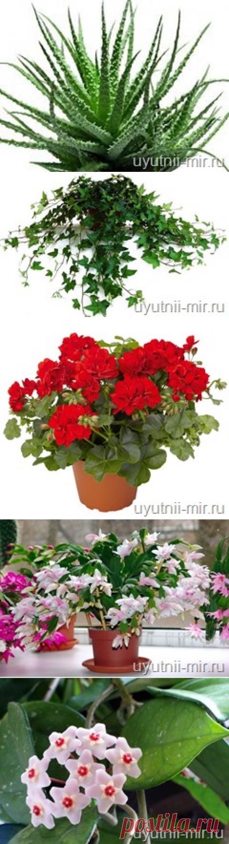 Неприхотливые комнатные цветы.