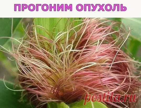 ПРОГОНИМ ОПУХОЛЬ.

Уж сколько советов дается от опухолей, но меньше больных не становится. Может, мои рецепты кому-нибудь помогут. Вот рецепты от миомы, фибромиомы, мастопатии.

3 ст. ложки кукурузных рылец, щепотку зверобоя кипятить в стакане воды 15 минут. Настоять час, процедить, довести объем до полного стакана. Пить по одному глотку 4 раза в день. Одну неделю пить, неделю перерыв. Курс — 2-3 месяца.

Приготовить сбор: взять по 2 части ромашки, зверобоя, пустырника, цв...