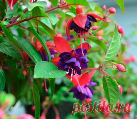 Фуксия - Растение фуксия (Fuchsia) является представителем семейства Кипрейные. Данный род объединяет около 100 видов. Такое растение получило название в честь Фукса, который был немецким ботаником. В природе фуксию можно повстречать на... Read more »
