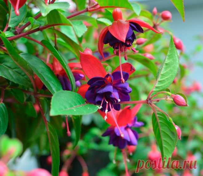 Фуксия - Растение фуксия (Fuchsia) является представителем семейства Кипрейные. Данный род объединяет около 100 видов. Такое растение получило название в честь Фукса, который был немецким ботаником. В природе фуксию можно повстречать на... Read more »