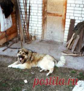 О чем думают собаки/О чем больше всего думает собака?Как понять и предсказать ее поведение в любых ситуациях.Прежде всего  о безопасности.Ей нужна уверенность в том,что ее стае-группе,включающую ее саму,вас (хозяина),других членов семьи и домашних животных -не надо бояться нападения,стихийных бедствий или голодной смерти.