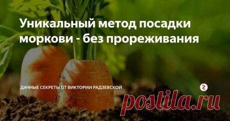 Уникальный метод посадки моркови - без прореживания