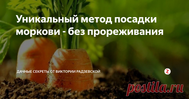 Уникальный метод посадки моркови - без прореживания