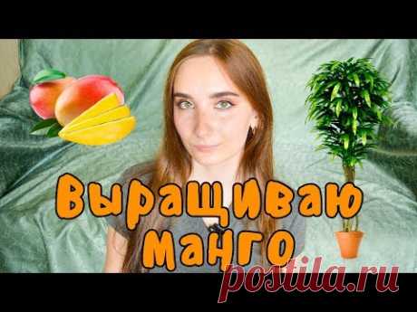 Как Вырастить Манго Из Косточки В Домашних Условиях