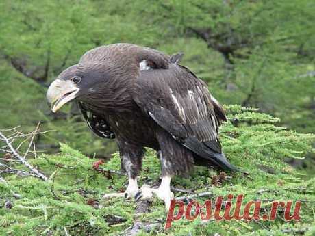Молодой орлан.