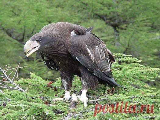 Молодой орлан.