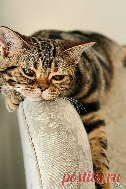 Найдено на сайте onlynaturalpet.com.