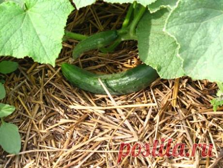 Блог сайта «Дачный участок»