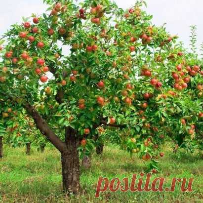 #СадоводствоЦветоводствоАрки
 ЧТОБЫ ЯБЛОНИ БЫЛИ УРОЖАЙНЫМИ
К сожалению, не всегда удаётся добиться хорошего урожая этих замечательных фруктов. Тому много разных причин, да и не все секреты выращивания здоровых урожайных яблонь лежат на поверхности… Но некоторыми из них мы готовы сегодня поделиться с вами. 
СЕКРЕТ 1: ХОЧЕШЬ УРОЖАЙ – ВЕТКУ НАКЛОНЯЙ 
Иногда здоровые сильные яблони, которые и поливают, и подкармливают, и защищают от вредителей, упорно отказываются плодоносить или радуют урожаем ч