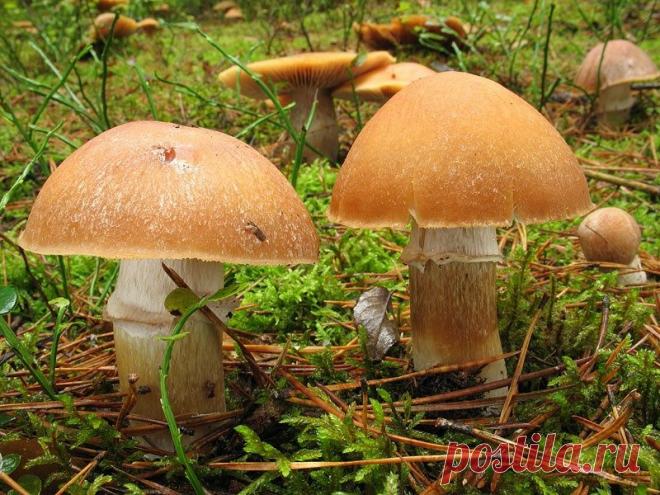 Грибы курочки (колпаки кольчатые): сезон и мета сбора, описание, съедобный или ядовитый, фото, видео