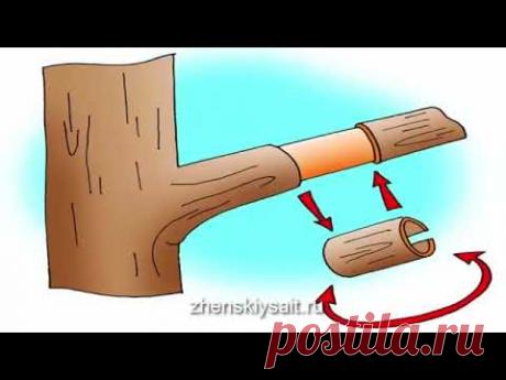 Что делать, если деревья не плодоносят