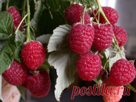 Малина Геракл, посадка и уход