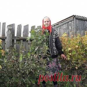 СМОРОДИНУ НУЖНО ПОСТОЯННО ОМОЛАЖИВАТЬ - И БОЛЬШОЙ УРОЖАЙ ВАМ ОБЕСПЕЧЕН