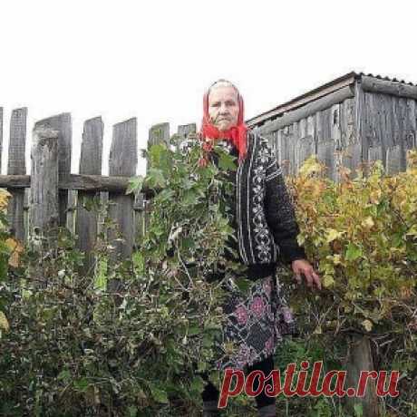 СМОРОДИНУ НУЖНО ПОСТОЯННО ОМОЛАЖИВАТЬ - И БОЛЬШОЙ УРОЖАЙ ВАМ ОБЕСПЕЧЕН