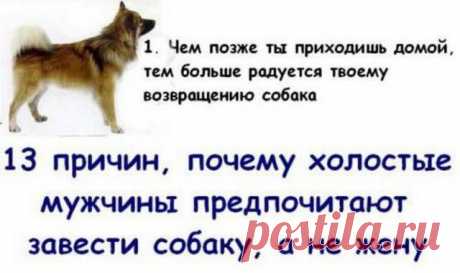 Почему холостяки предпочитают завести собаку а не жену - Фото - Калейдоскоп Эмоций
