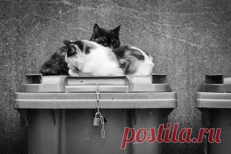 Колоритные уличные коты: яркие снимки, которые выглядят, как постановочные — блог туриста Dasha1553 на Туристер.Ру