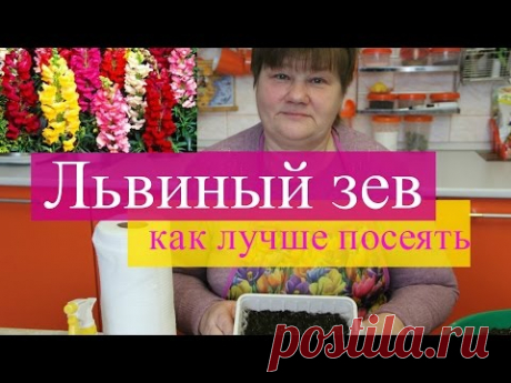 Львиный зев. Как лучше посеять, как правильно ухаживать.
